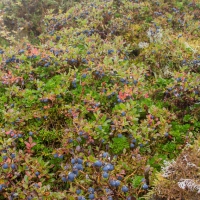 Blueberries in the Subalpine