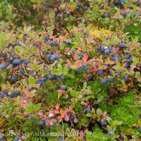Blueberries in the Subalpine