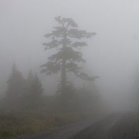 Mountain Hemlock in the Fog