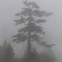 Mountain Hemlock in the Fog