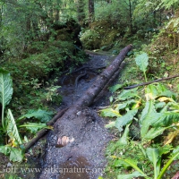 Trail Log