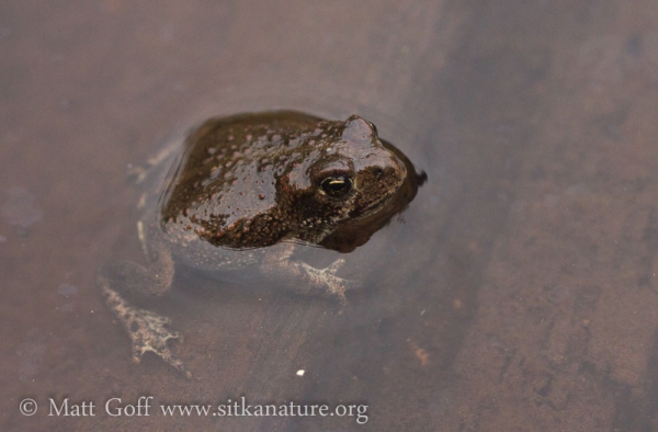 Small Toad (Anaxyrus boreas)