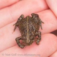 Small Toad (Anaxyrus boreas)