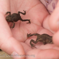 Two Small Toads