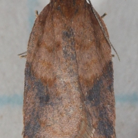 Unidentified Moth (Tortricidae?)