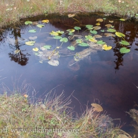 Uprooted Pond-lily (Nuphar polysepala)