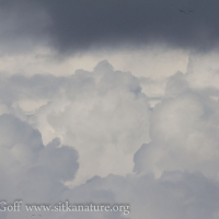 Cumulus Cloud Formations