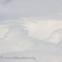 Cumulus with Pileus Cloud