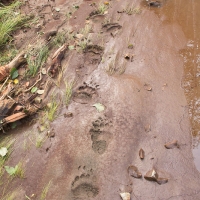 Bear (Ursus arctos) Tracks