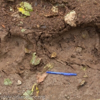 Bear (Ursus arctos) Tracks