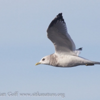 Mew Gull in Flight