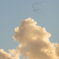 Migrating Geese and Clouds