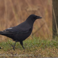 Pale Feathered Crow