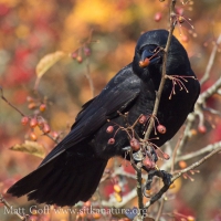 Northwestern Crow in Crabapple Tree