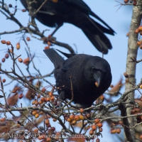 Northwestern Crow in Crabapple Tree