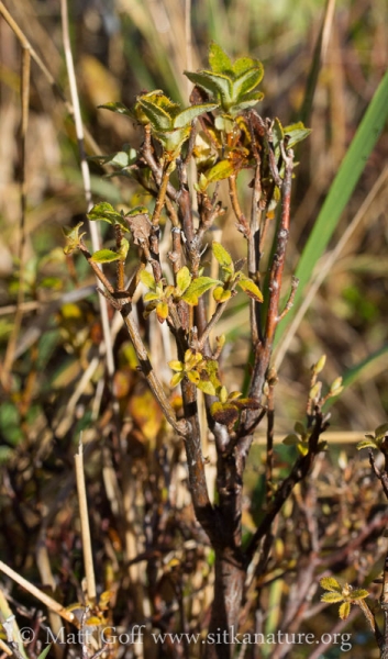 Heavily Browsed Menziesia