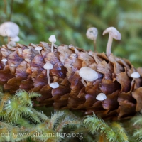 Spruce Cone Fungus (Baeospora myosura)