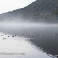 Ducks and Fog on Swan Lake