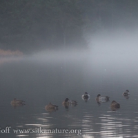 Ducks and Fog on Swan Lake