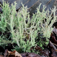Lichen (Cladonia sp)