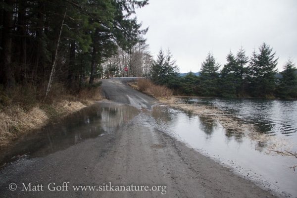 Nelson Logging Road at High Tide