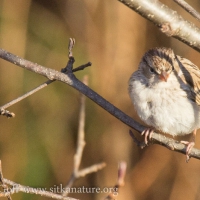 Immature Chipping Sparrow