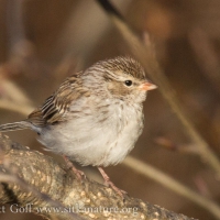 Immature Chipping Sparrow