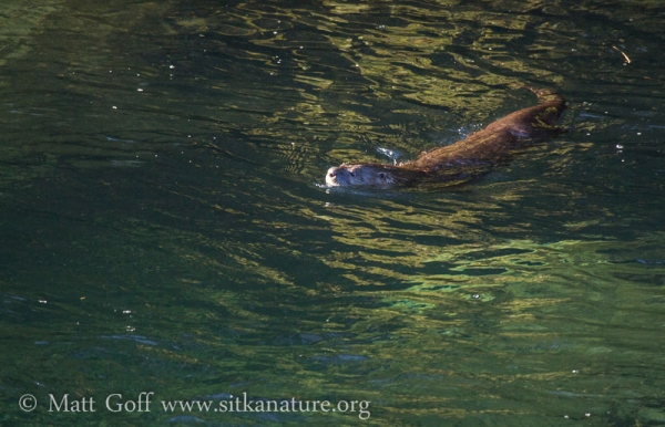 River Otter in Indian River