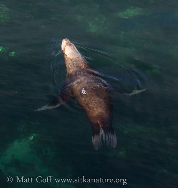 Steller's Sea Lion