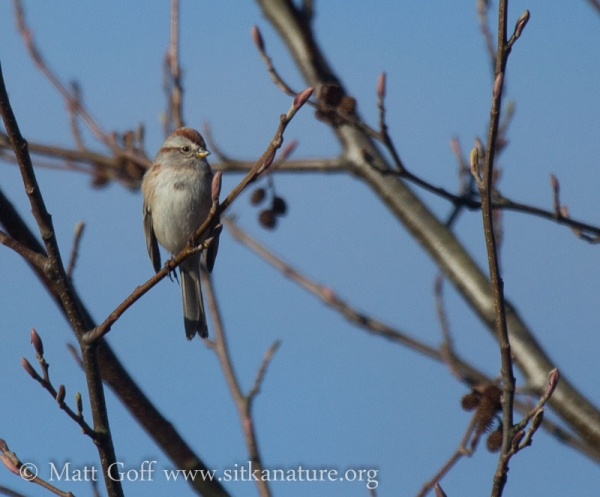 American Tree Sparrow