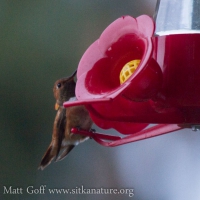 Winter Rufous Hummingbird