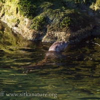 River Otter in Indian River
