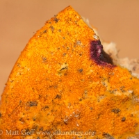 Orange Polypore