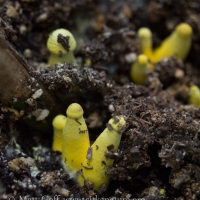 Yellow Houseplant Mushroom (Leucocoprinus birnbaumii)