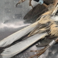 Dead Banded Junco