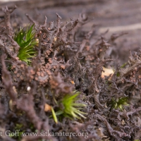 Antlered Jellyskin Lichen (Leptogium palmatum)