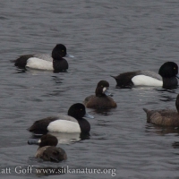 Scaups in the Channel