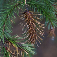 Odd Spruce Growth