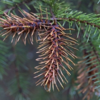 Odd Spruce Growth
