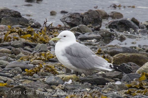 Black-legged Kittiwake