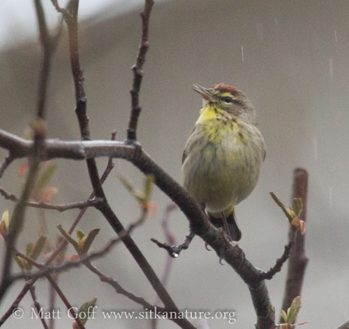 Palm Warbler