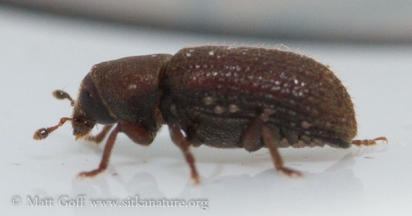 Bark Beetle (Curculionidae)