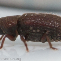 Bark Beetle (Curculionidae)