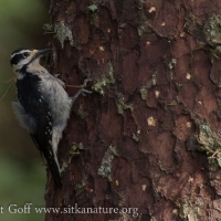 Hairy Woodpecker on Sitka Spruce