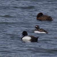 Long-tailed Duck with Scaups