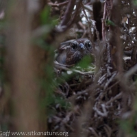 Song Sparrow on Nest
