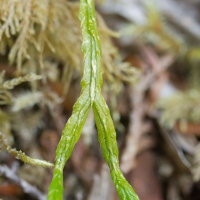 Ground Cedar (Diphasiastrum complanatum)