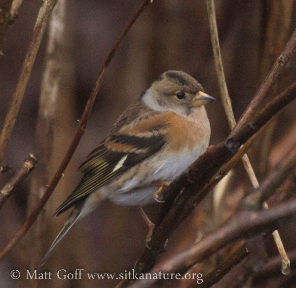 Brambling