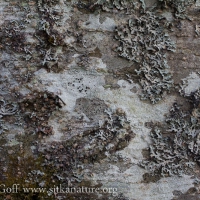Alder Trunk Lichens