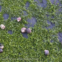 Snails Foraging on Seaweed.